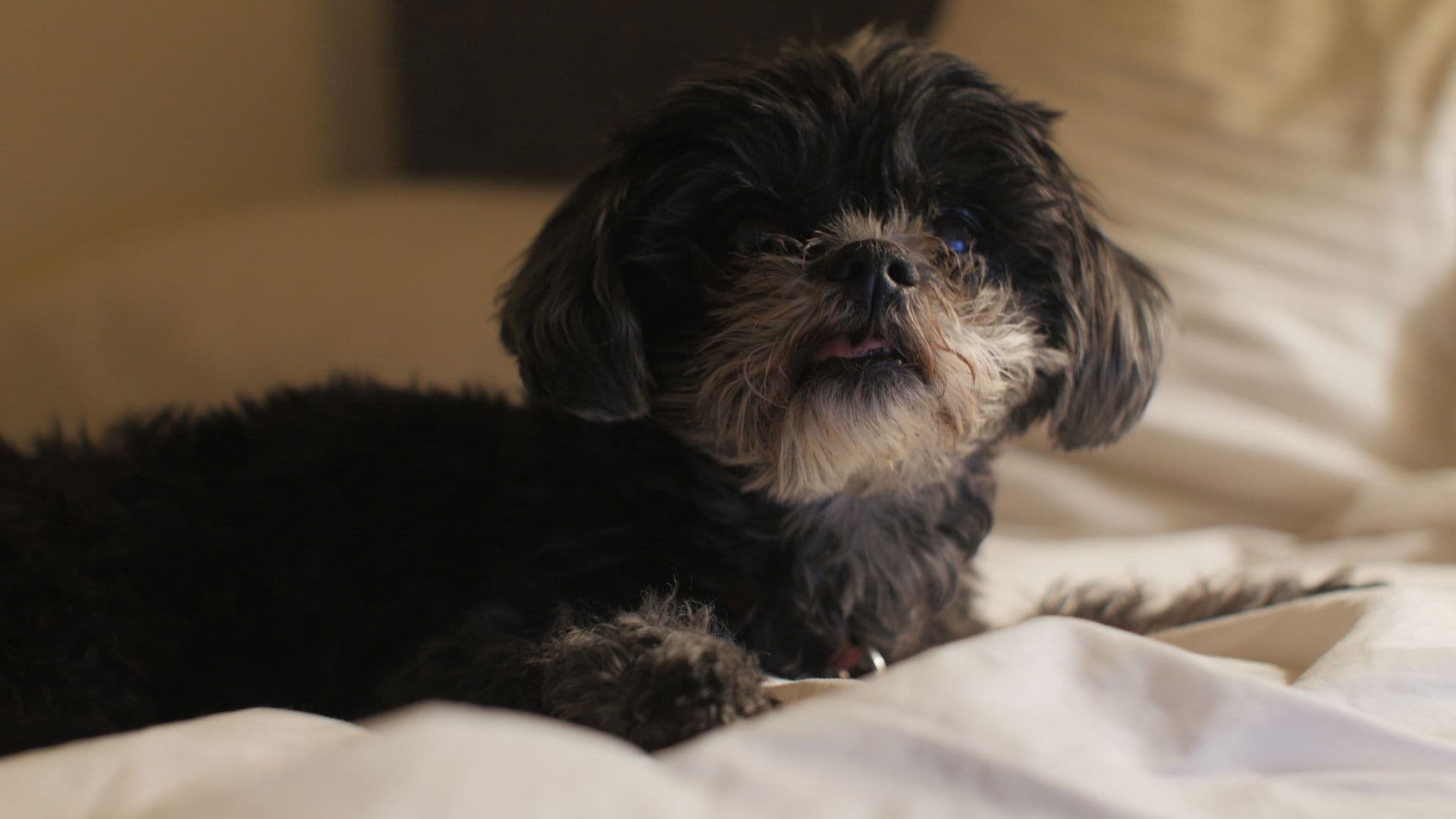 Backdrop for Norman Norman