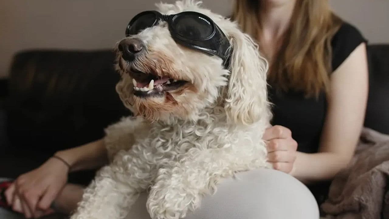 Backdrop for In Dog Years