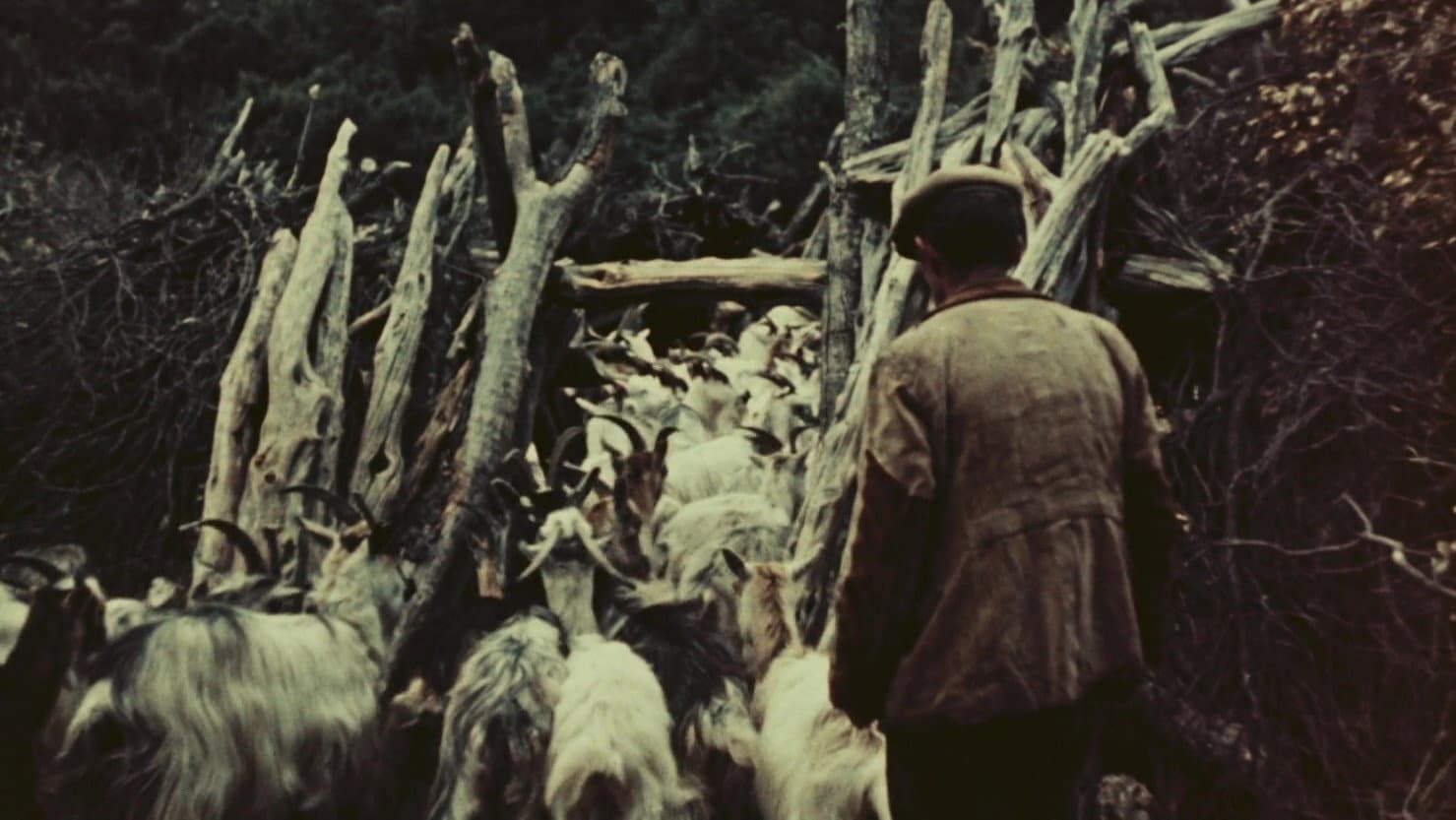 Backdrop for Orgosolo’s Shepherds