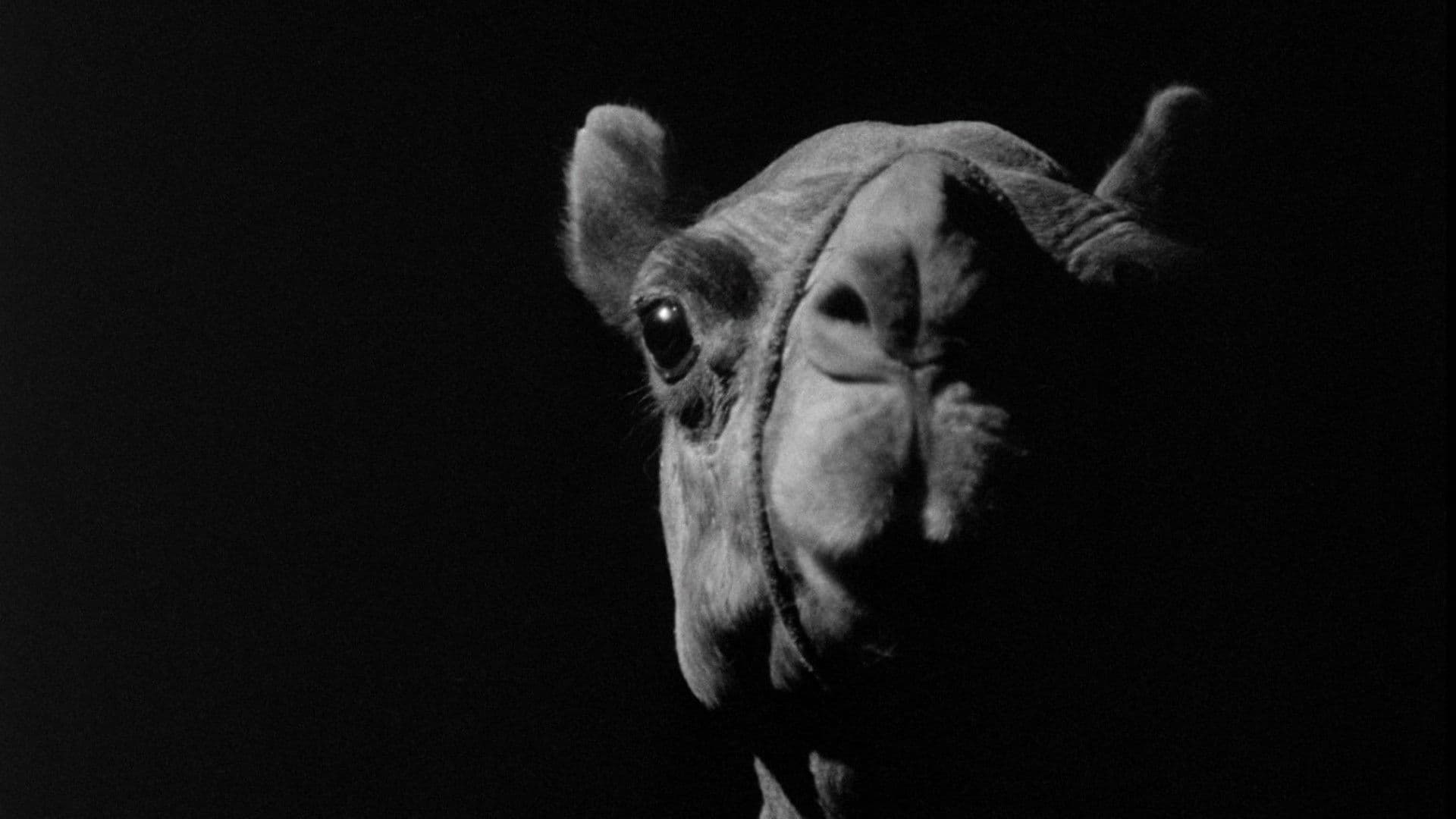 Backdrop for A Camel