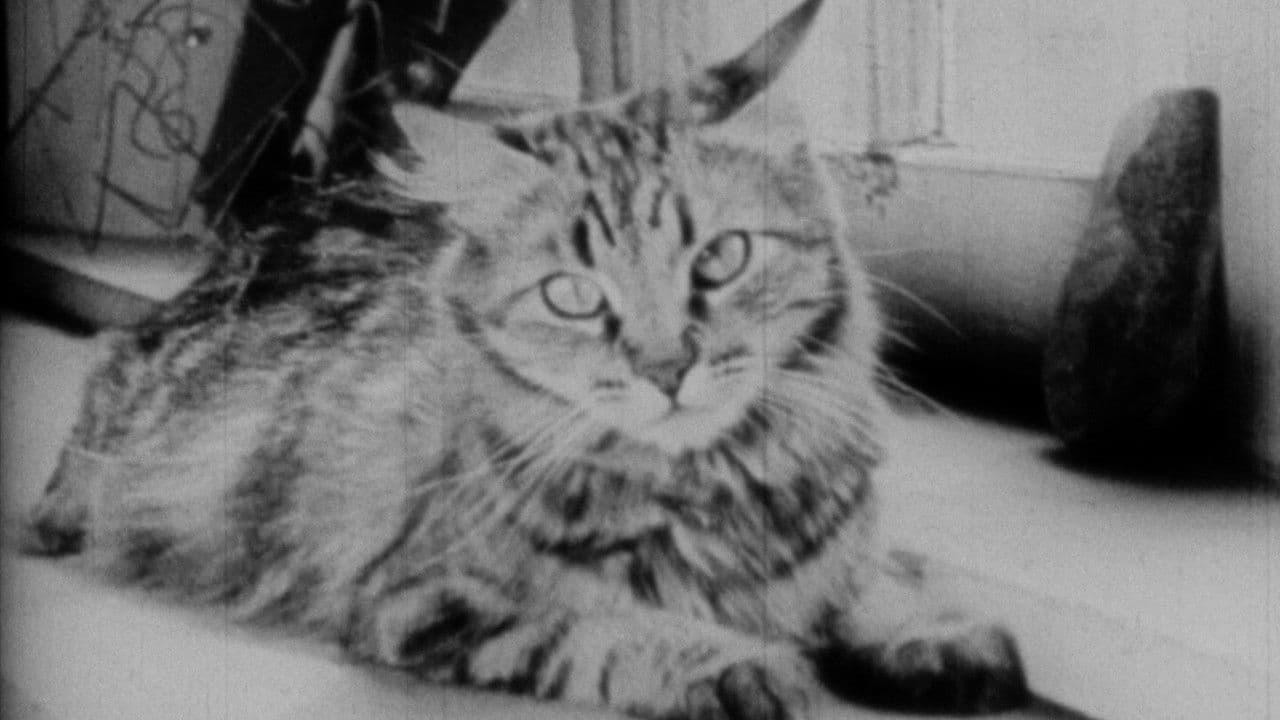 Backdrop for The Private Life of a Cat