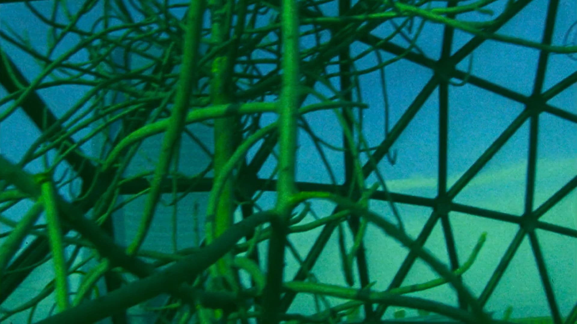 Backdrop for Ornette: Made in America