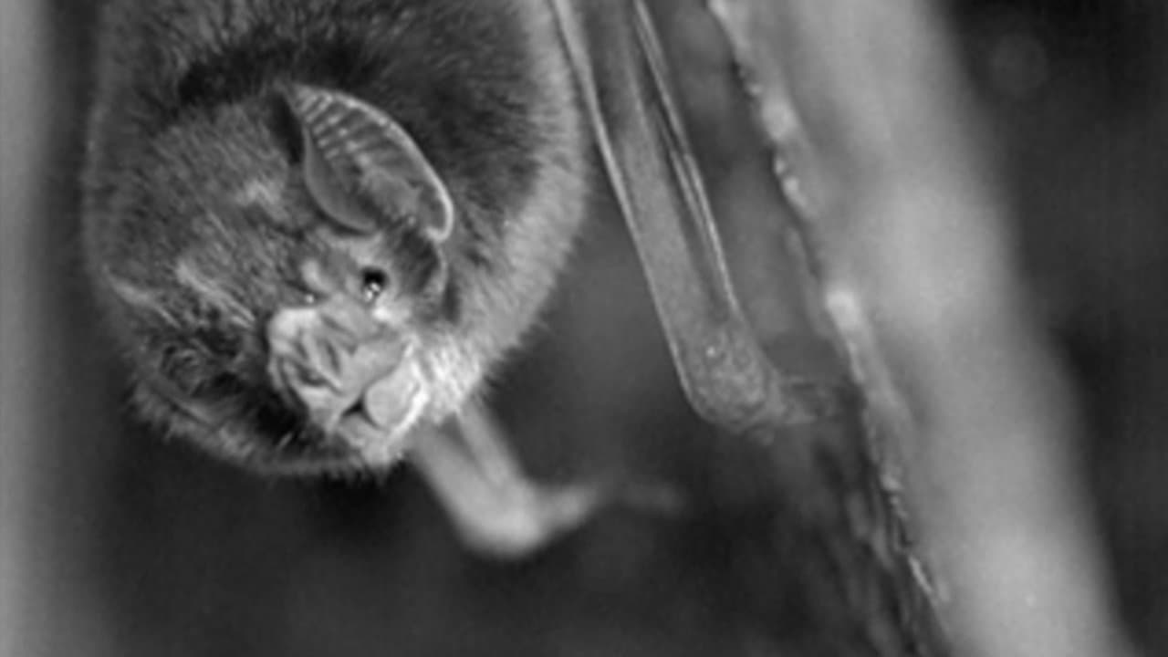 Backdrop for The Vampire