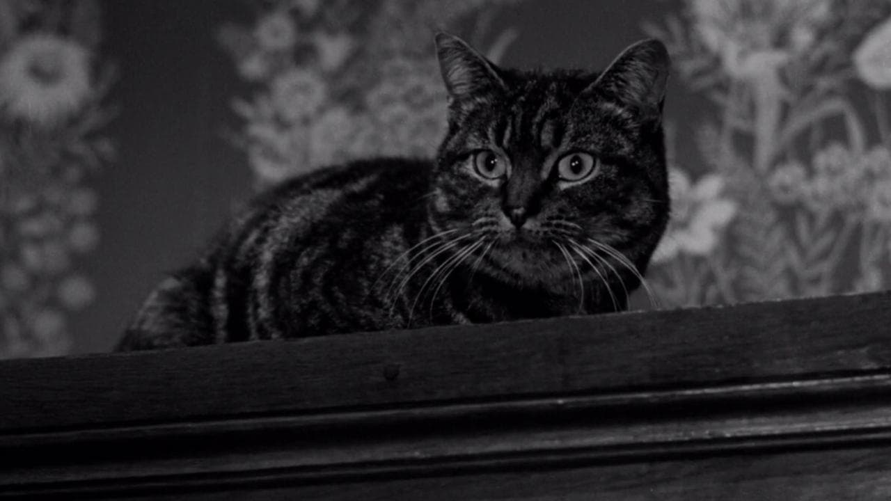 Backdrop for The Shadow of the Cat