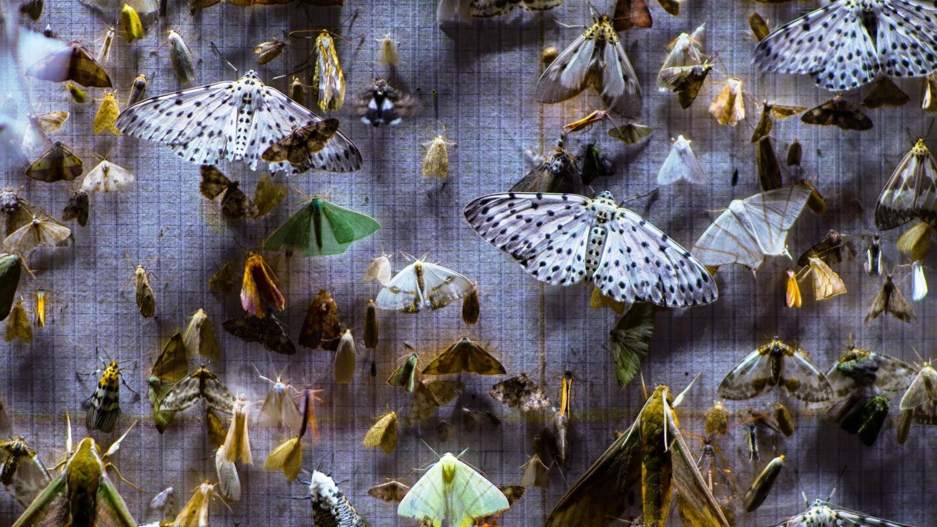 Backdrop for Nocturnes