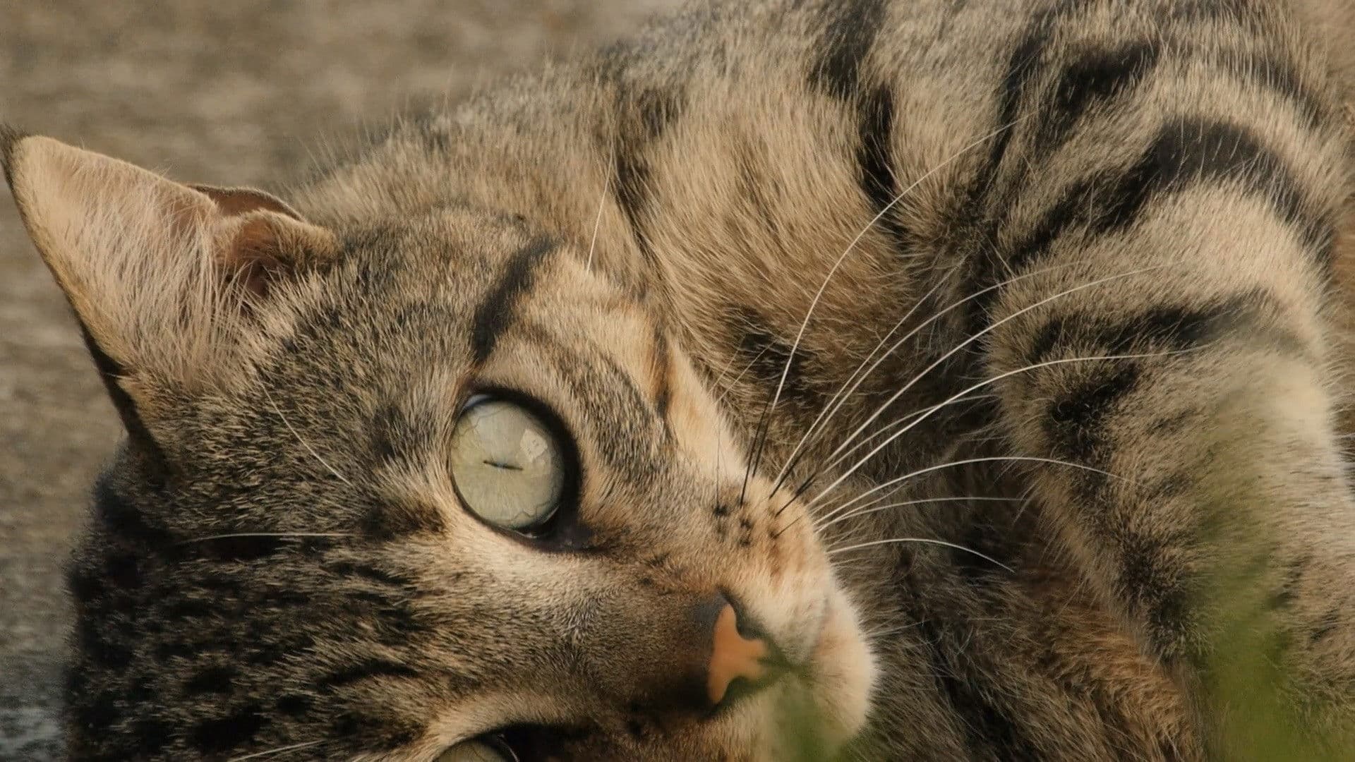Backdrop for Counting
