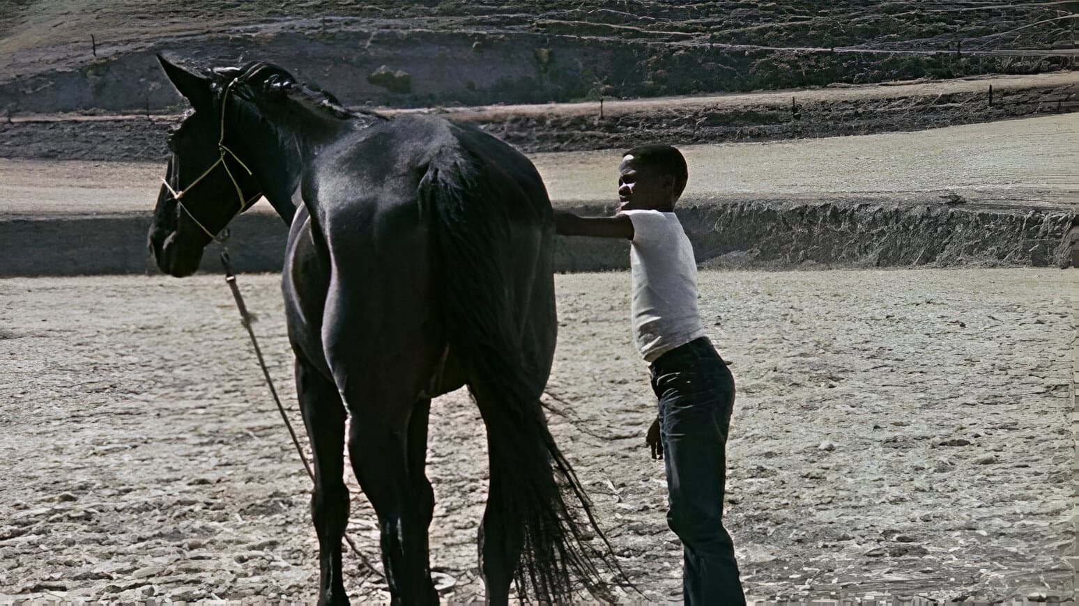Backdrop for The Horse