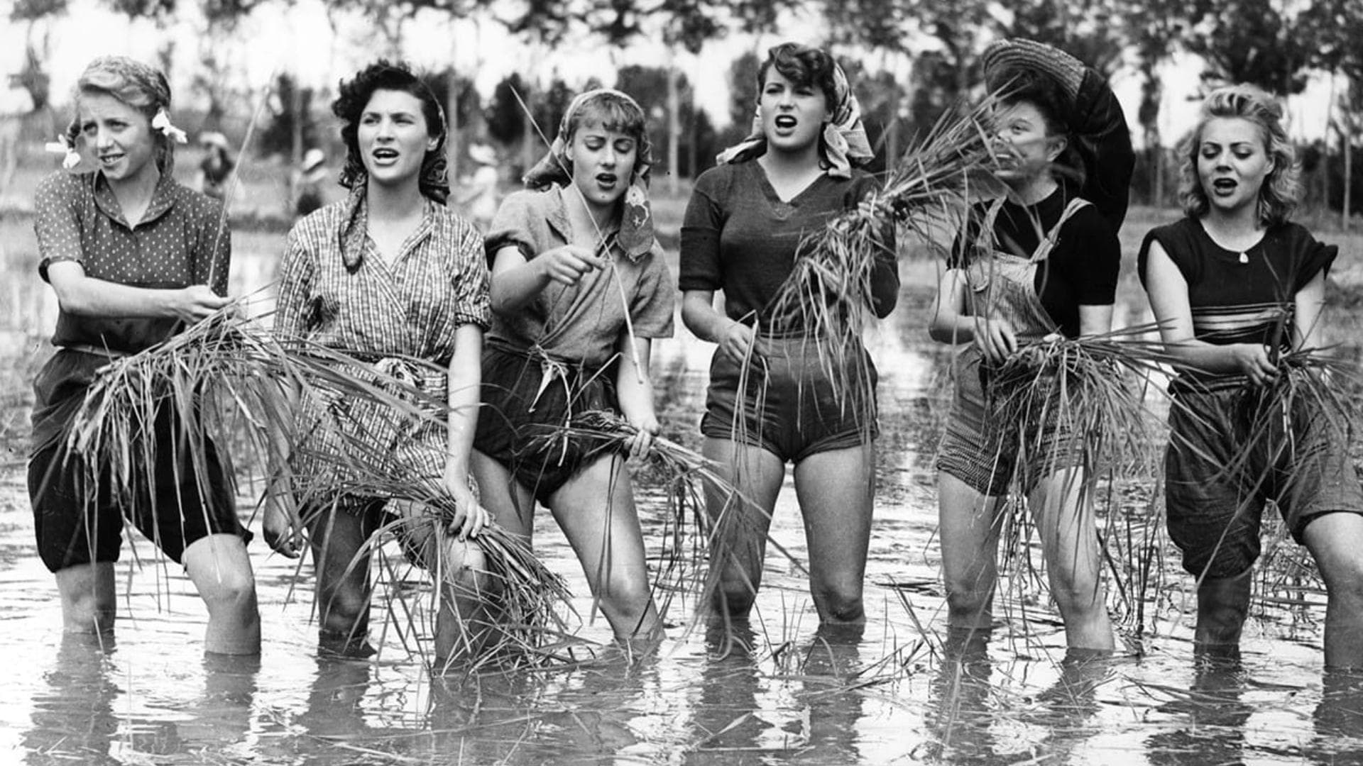 Backdrop for Bitter Rice