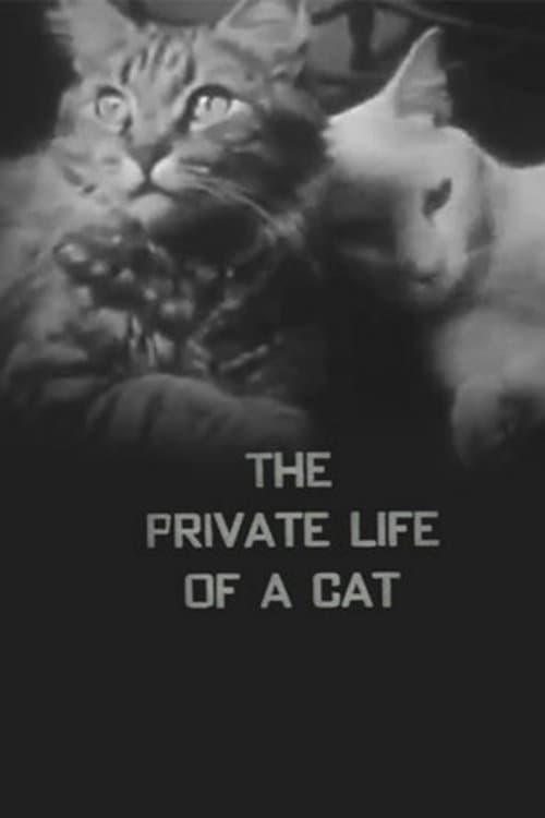 Poster for The Private Life of a Cat