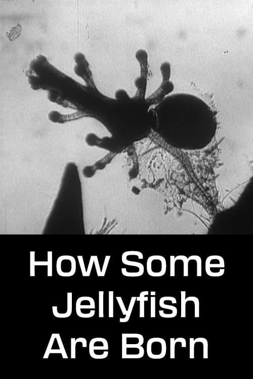 Poster for How Some Jellyfish are Born