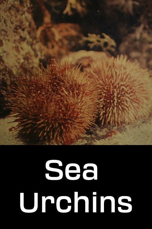 Poster for Sea Urchins