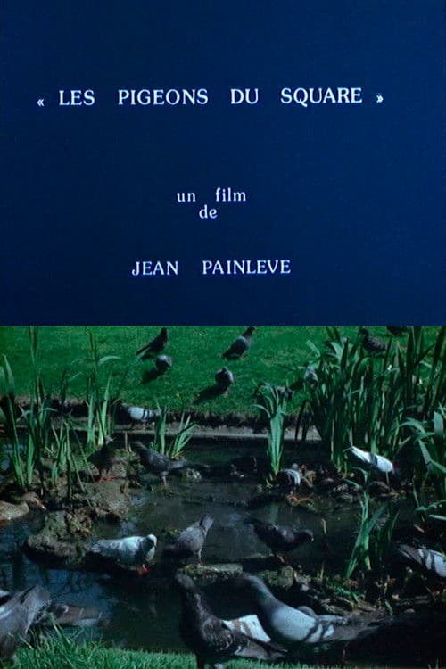 Poster for Pigeons in the Square
