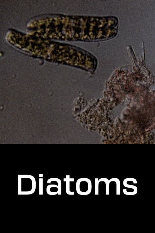 Poster for Diatoms