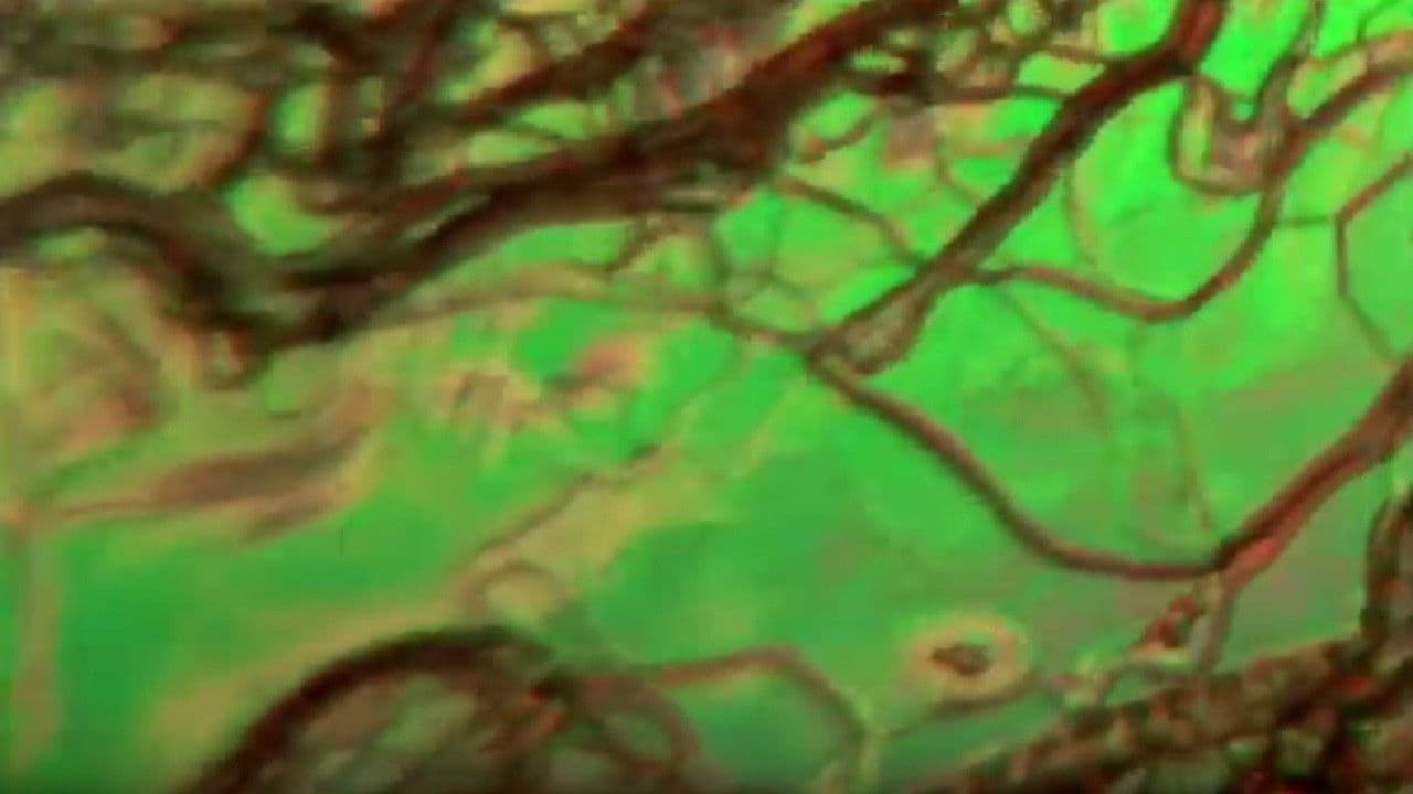 Backdrop for Liquid Crystals